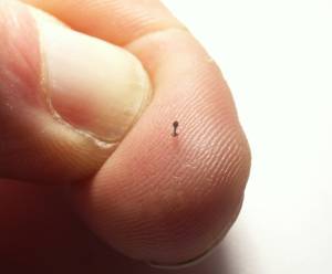 miniature ebony goblet on fingertip by Maarten Meerman Max