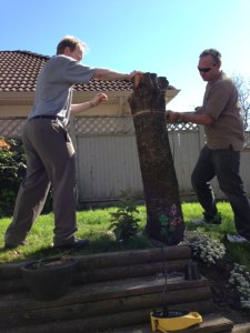 Treestump